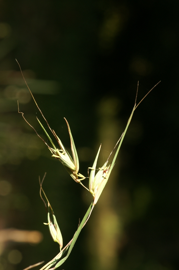 Themeda triandra